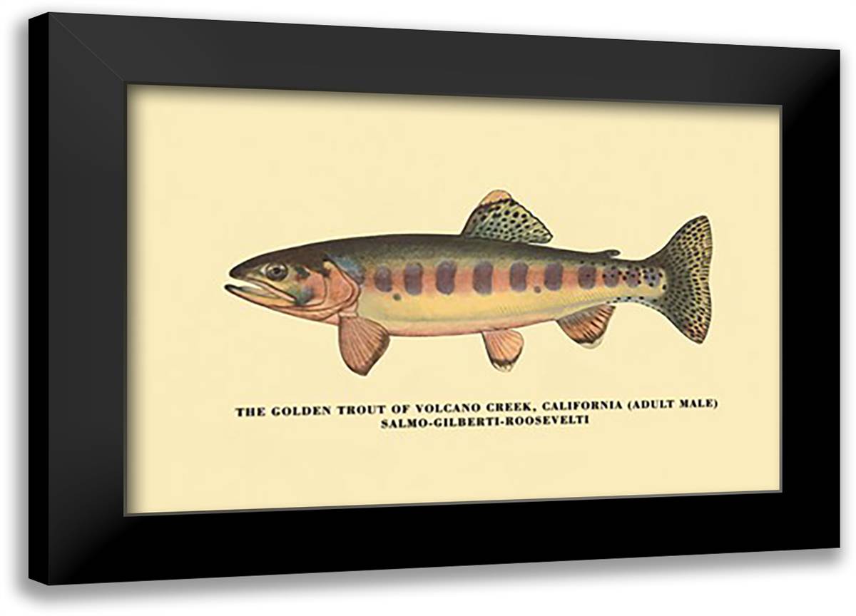 Golden Trout of Volcano Creek 22x16 Black Modern Wood Framed Art Print Poster by Sheringham, George