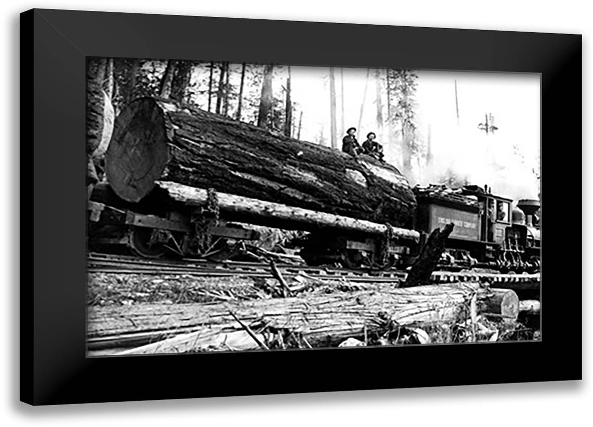 Transporting Fallen Old Growth 22x16 Black Modern Wood Framed Art Print Poster by Kinsey, Clark