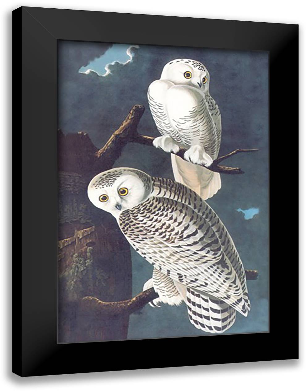 Snowy Owl 16x22 Black Modern Wood Framed Art Print Poster by Audubon, John James