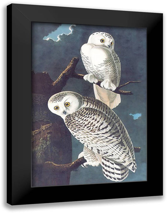 Snowy Owl 16x22 Black Modern Wood Framed Art Print Poster by Audubon, John James