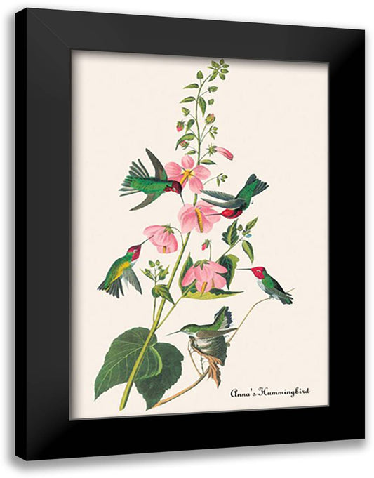 Anna's Hummingbird 16x22 Black Modern Wood Framed Art Print Poster by Audubon, John James