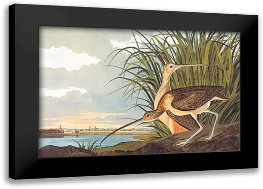Long-Billed Curlew 22x16 Black Modern Wood Framed Art Print Poster by Audubon, John James