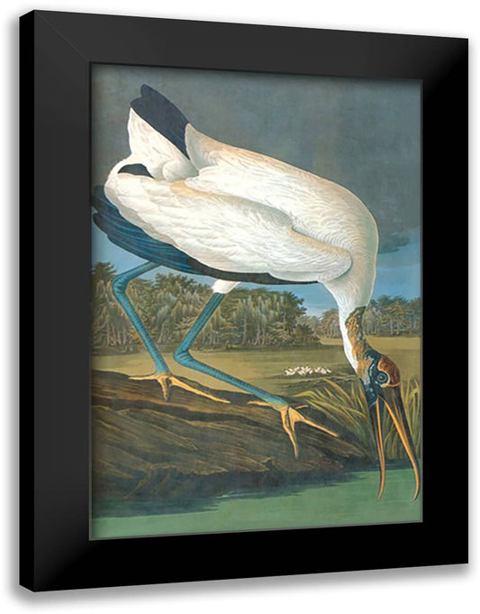 Wood Stork 16x22 Black Modern Wood Framed Art Print Poster by Audubon, John James