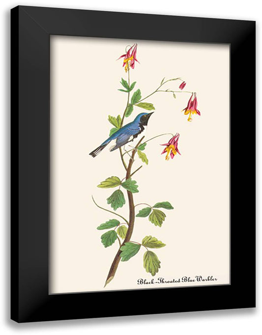 Black-Throated Blue Warbler 16x22 Black Modern Wood Framed Art Print Poster by Audubon, John James