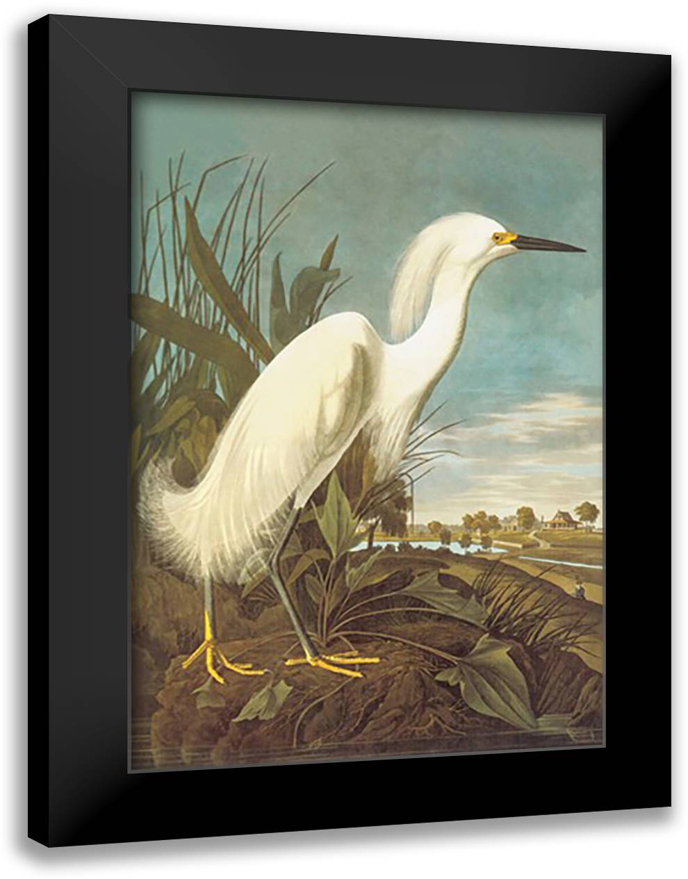 Snowy Egret 16x22 Black Modern Wood Framed Art Print Poster by Audubon, John James