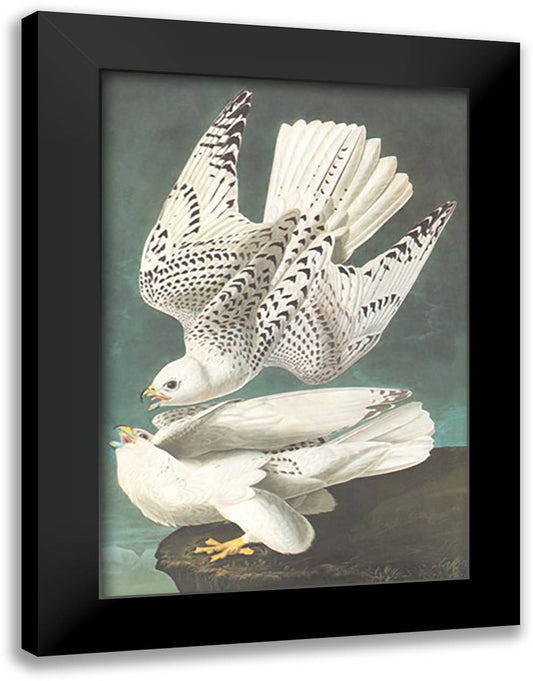 White Gyrfalcon 16x22 Black Modern Wood Framed Art Print Poster by Audubon, John James