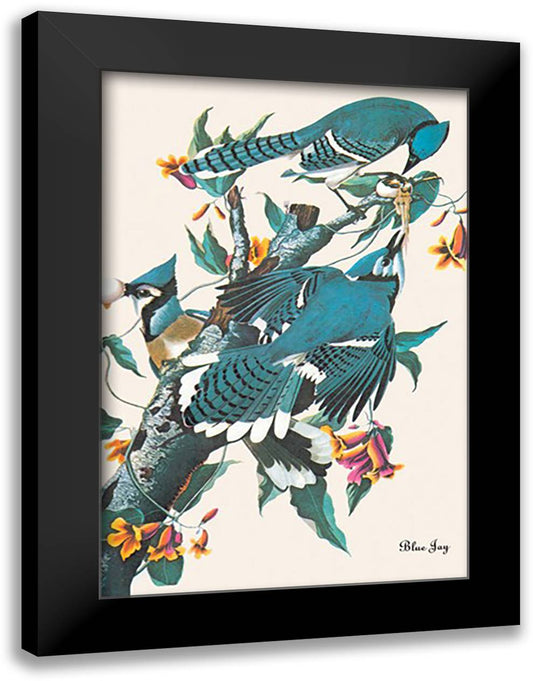 Blue Jay 16x22 Black Modern Wood Framed Art Print Poster by Audubon, John James