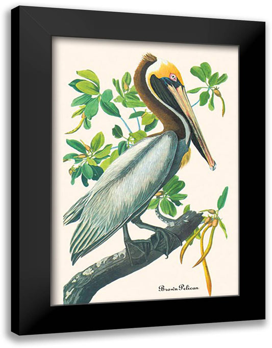 Brown Pelican 16x22 Black Modern Wood Framed Art Print Poster by Audubon, John James