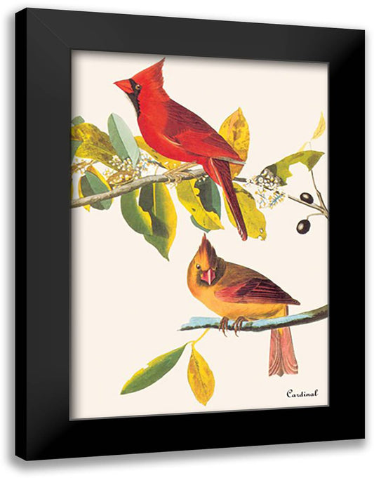 Cardinal 16x22 Black Modern Wood Framed Art Print Poster by Audubon, John James