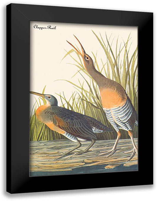Clapper Rail 16x22 Black Modern Wood Framed Art Print Poster by Audubon, John James