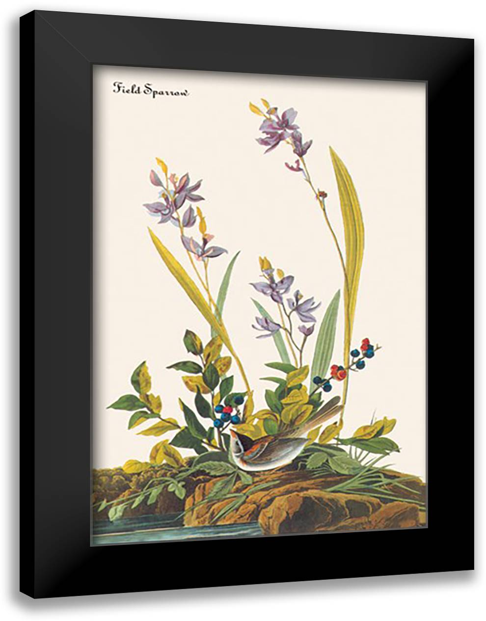 Field Sparrow 16x22 Black Modern Wood Framed Art Print Poster by Audubon, John James