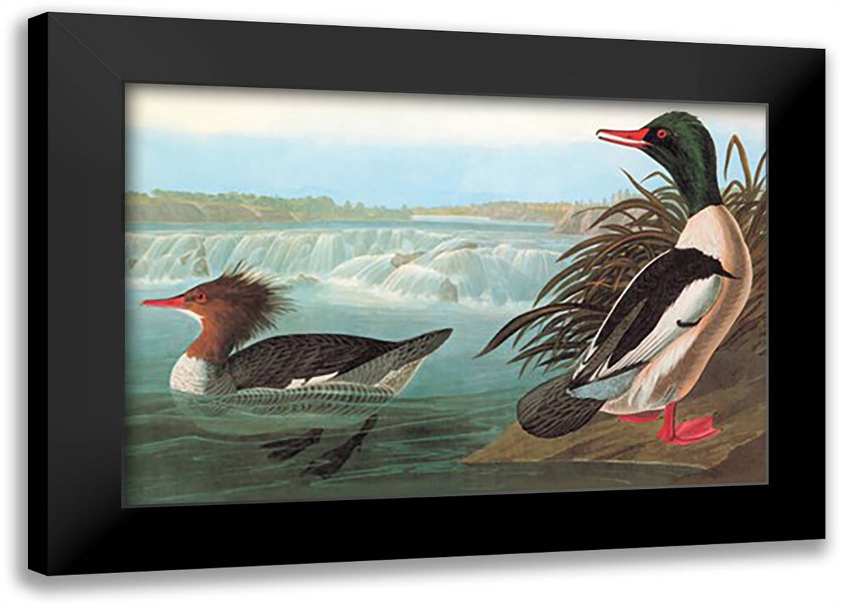 Common Merganser 22x16 Black Modern Wood Framed Art Print Poster by Audubon, John James