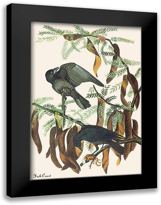 Fish Crow 16x22 Black Modern Wood Framed Art Print Poster by Audubon, John James