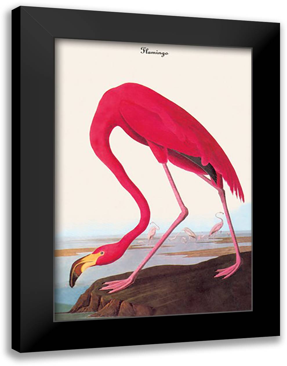 Flamingo 16x22 Black Modern Wood Framed Art Print Poster by Audubon, John James