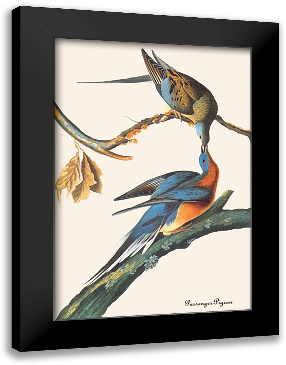 Passenger Pigeon 16x22 Black Modern Wood Framed Art Print Poster by Audubon, John James