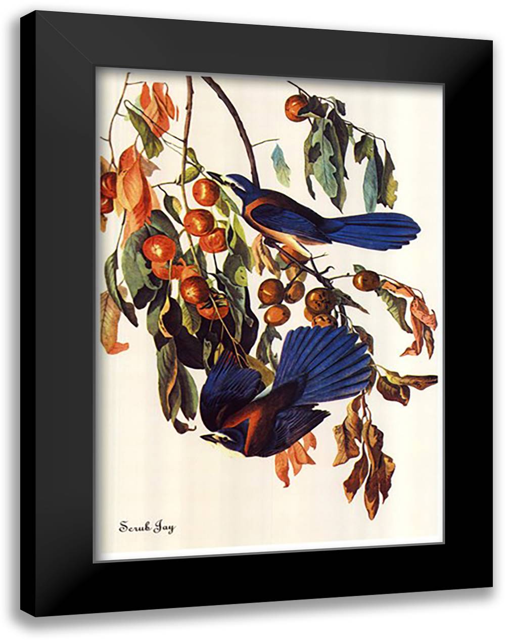 Scrub Jay 16x22 Black Modern Wood Framed Art Print Poster by Audubon, John James