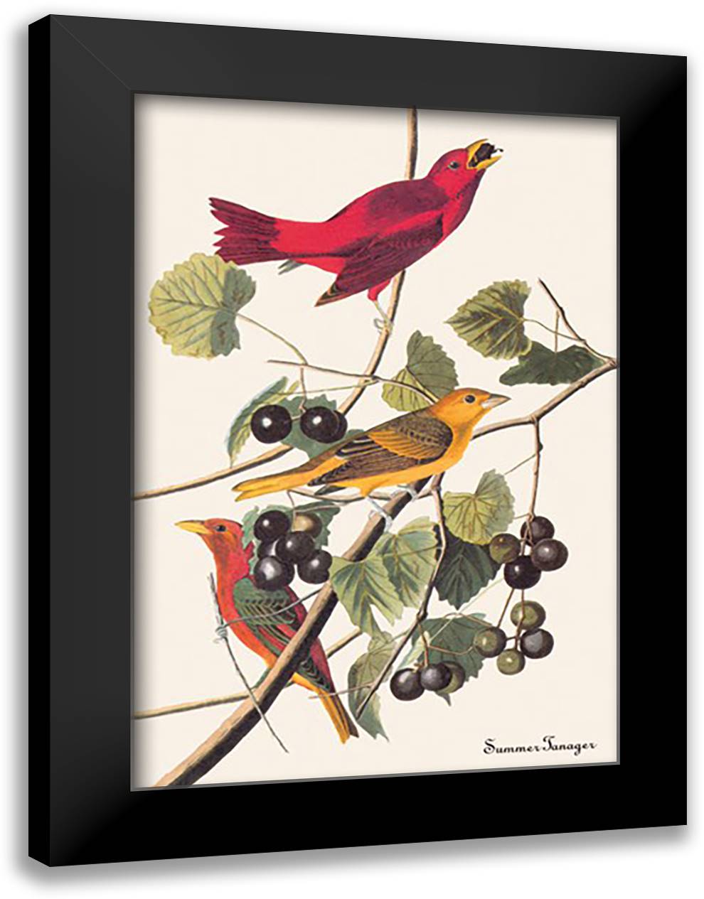 Summer Tanager 16x22 Black Modern Wood Framed Art Print Poster by Audubon, John James