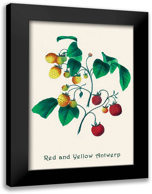 Red and Yellow Antwerp 16x22 Black Modern Wood Framed Art Print Poster