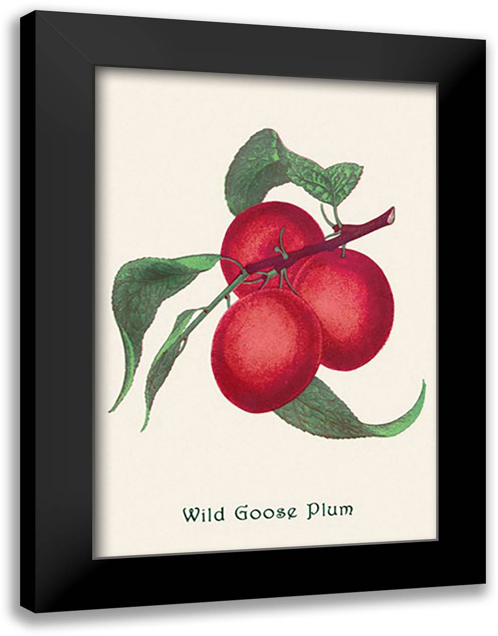 Wild Goose Plum 16x22 Black Modern Wood Framed Art Print Poster