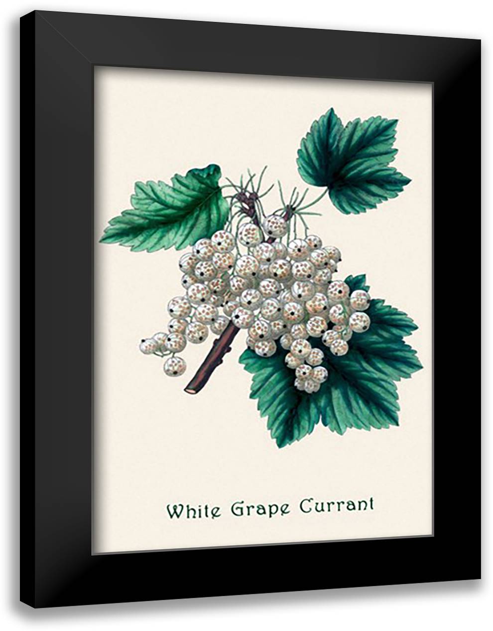 White Grape Currant 16x22 Black Modern Wood Framed Art Print Poster