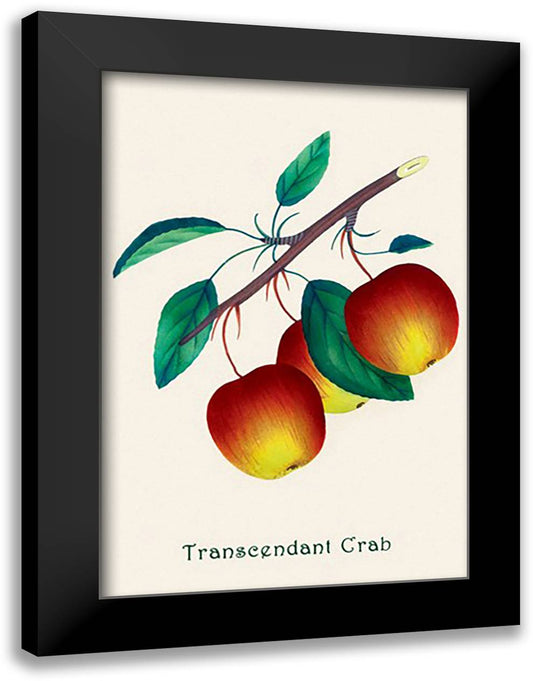 Transcendant Crab Apple 16x22 Black Modern Wood Framed Art Print Poster