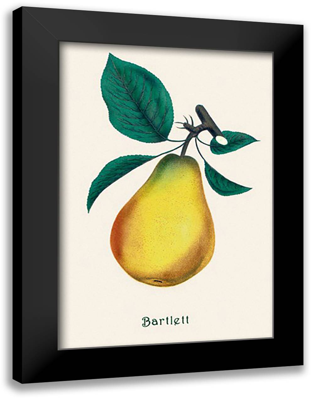 Bartlett Pear 16x22 Black Modern Wood Framed Art Print Poster