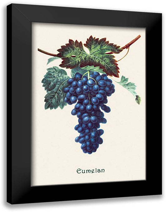 Eumelan Grapes 16x22 Black Modern Wood Framed Art Print Poster