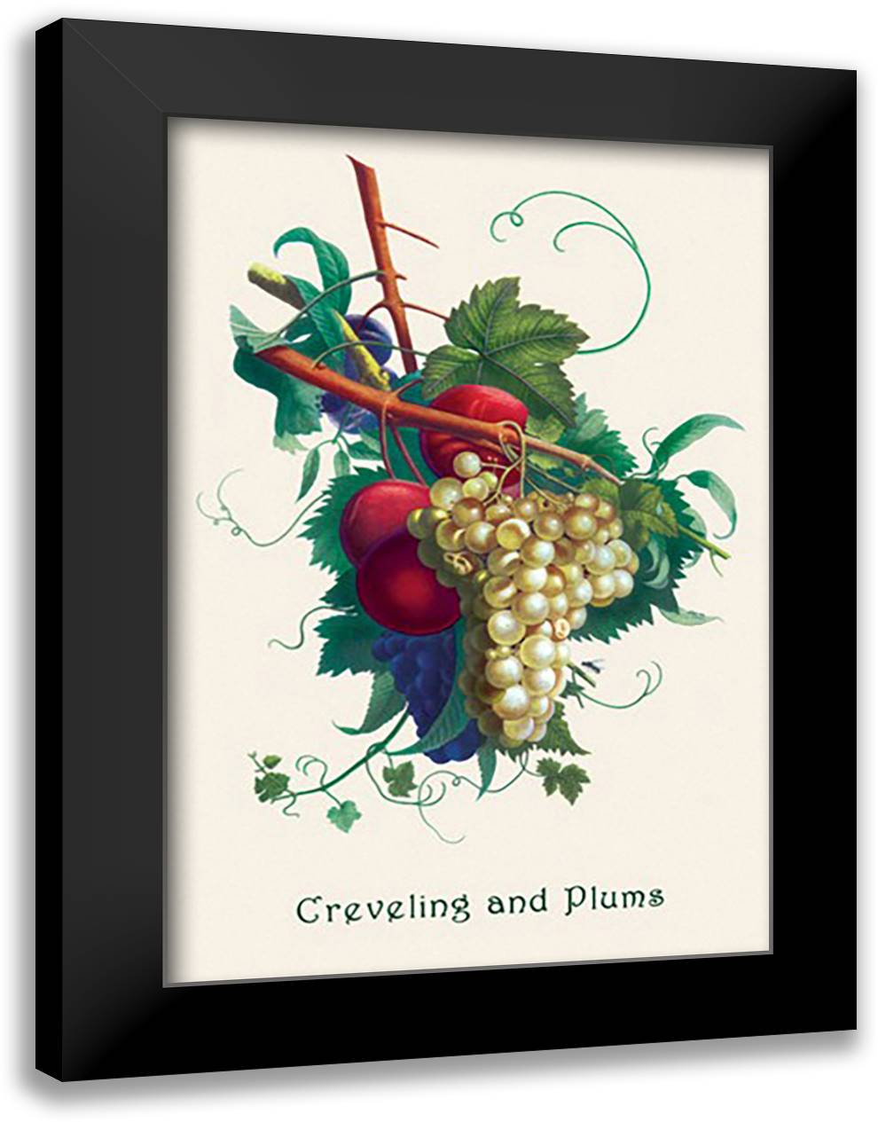 Creveling Grapes and Plums 16x22 Black Modern Wood Framed Art Print Poster