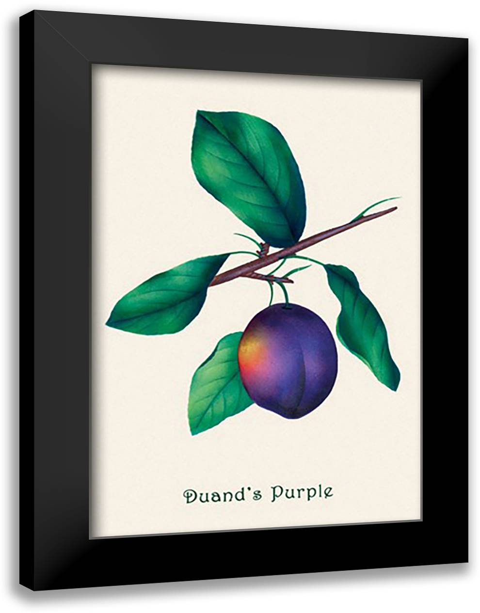 Duand's Purple Grapes 16x22 Black Modern Wood Framed Art Print Poster