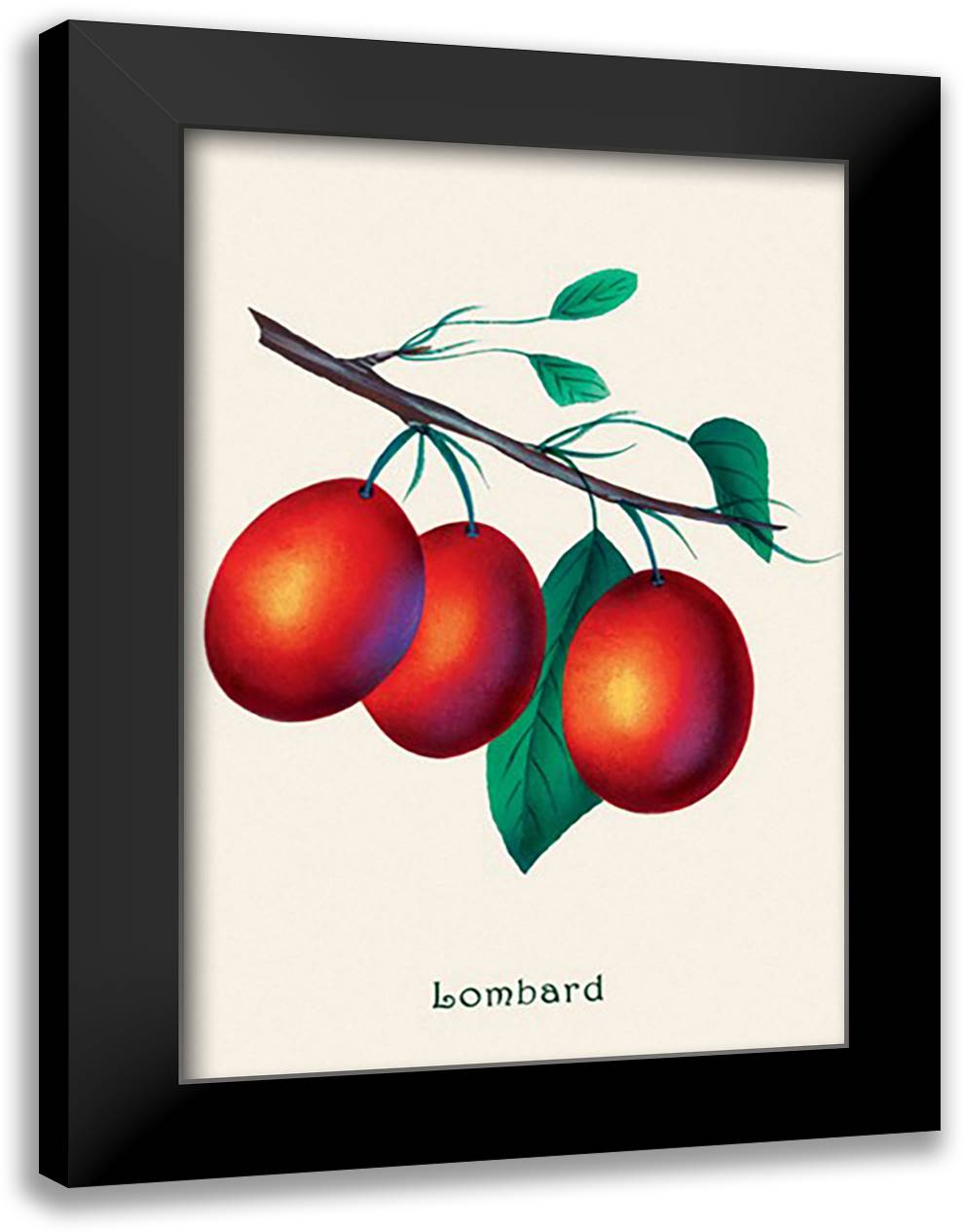 Lombard Plums 16x22 Black Modern Wood Framed Art Print Poster