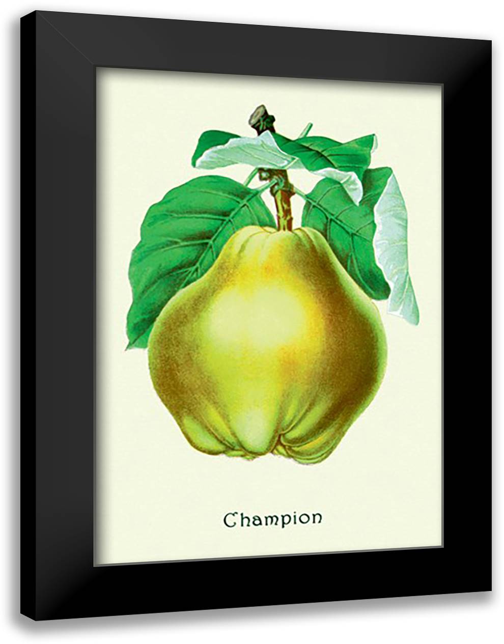 Champion Pears 16x22 Black Modern Wood Framed Art Print Poster