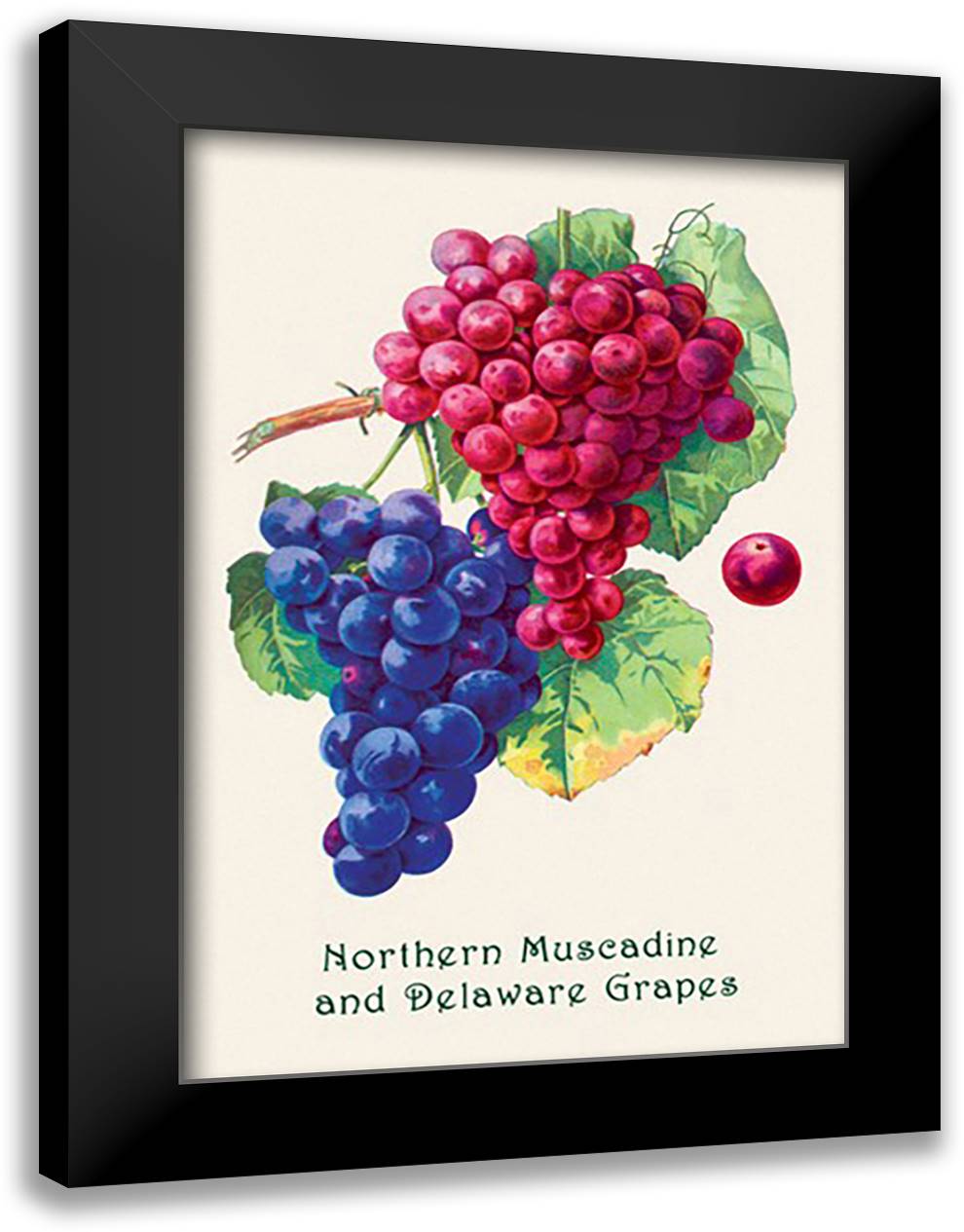 Northern Muscadine and Delaware Grapes 16x22 Black Modern Wood Framed Art Print Poster