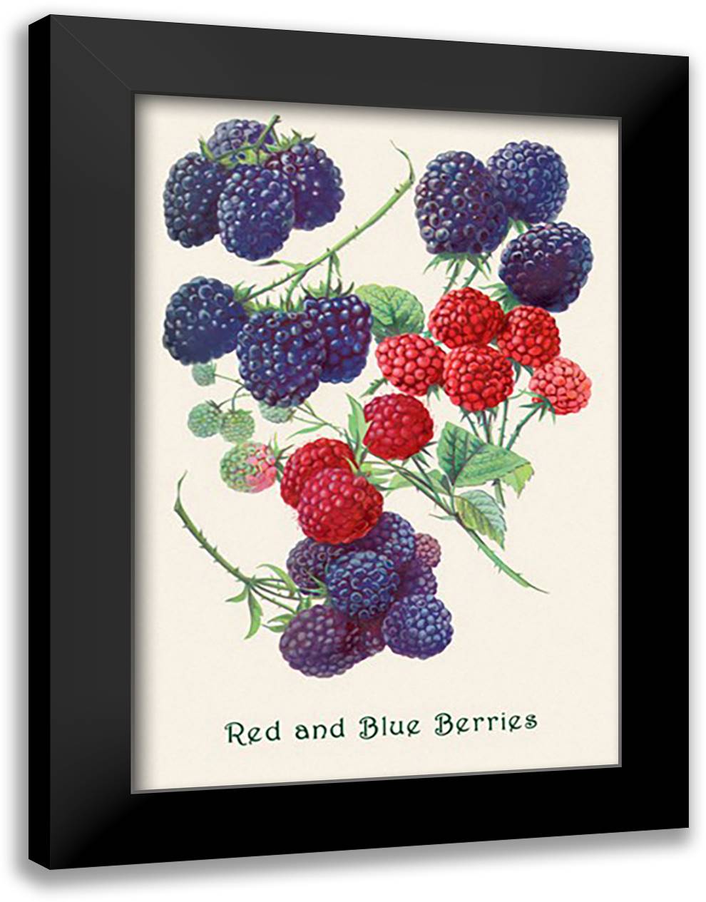 Red and Blue Berries 16x22 Black Modern Wood Framed Art Print Poster