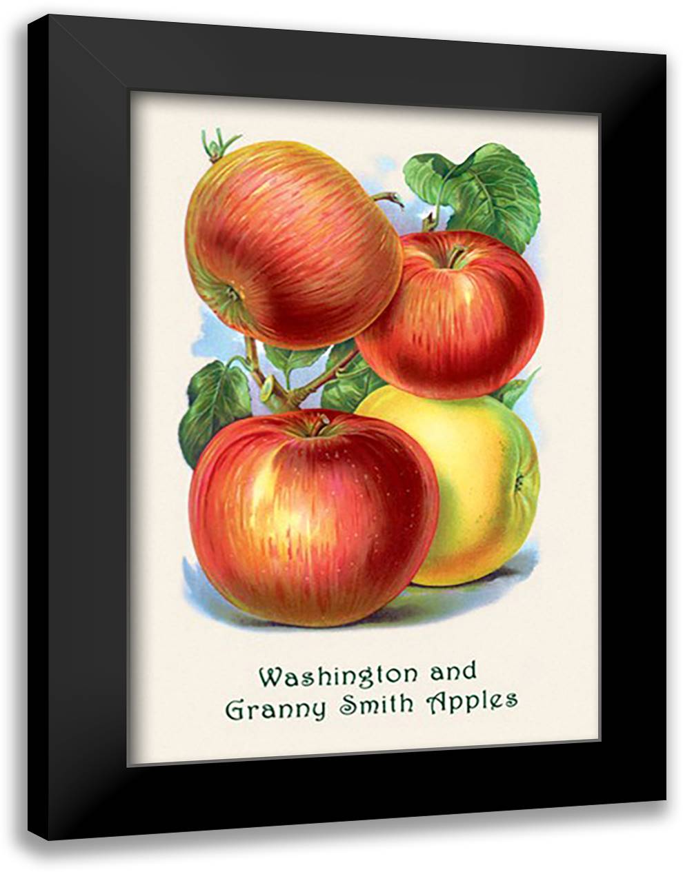 Washington and Granny Smith Apples 16x22 Black Modern Wood Framed Art Print Poster