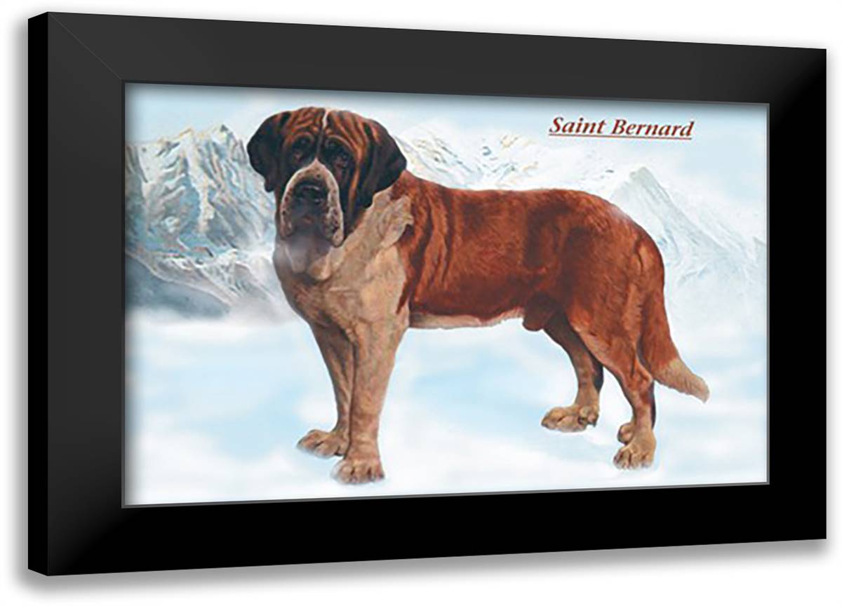 Smooth Coated Saint Bernard 22x16 Black Modern Wood Framed Art Print Poster