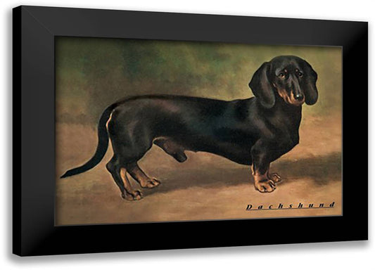 Dachshund Earl Satin 22x16 Black Modern Wood Framed Art Print Poster