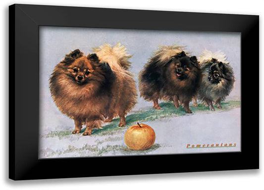 Three of Mrs. Hall Walker's Champion Pomeranians 22x16 Black Modern Wood Framed Art Print Poster