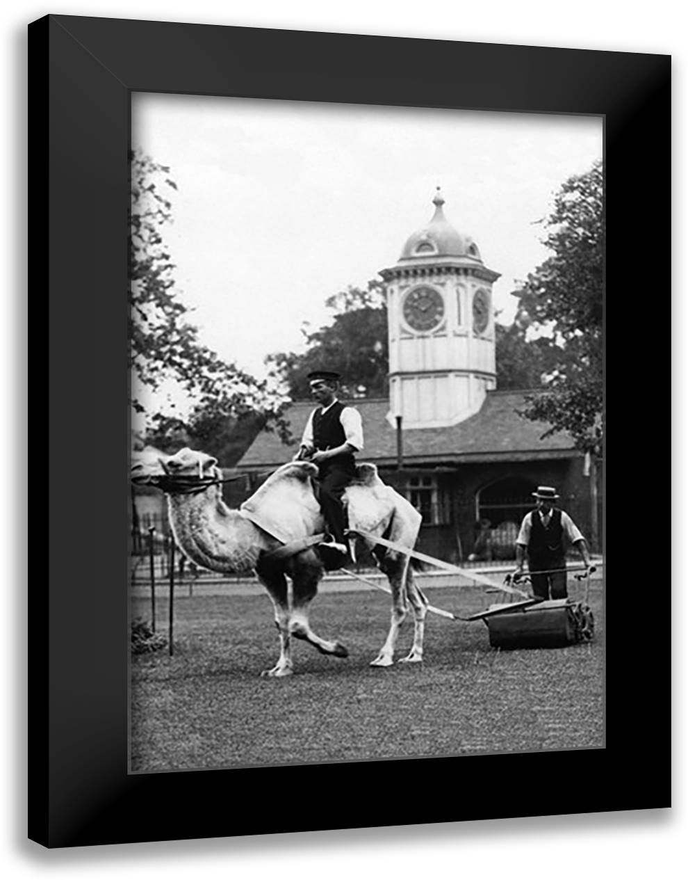 Working Camel, London 16x22 Black Modern Wood Framed Art Print Poster