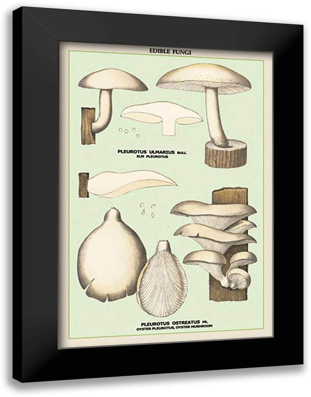 Oyster Mushroom 16x22 Black Modern Wood Framed Art Print Poster