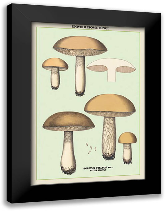 Unwholesome Fungi: Bitter Boletus 16x22 Black Modern Wood Framed Art Print Poster