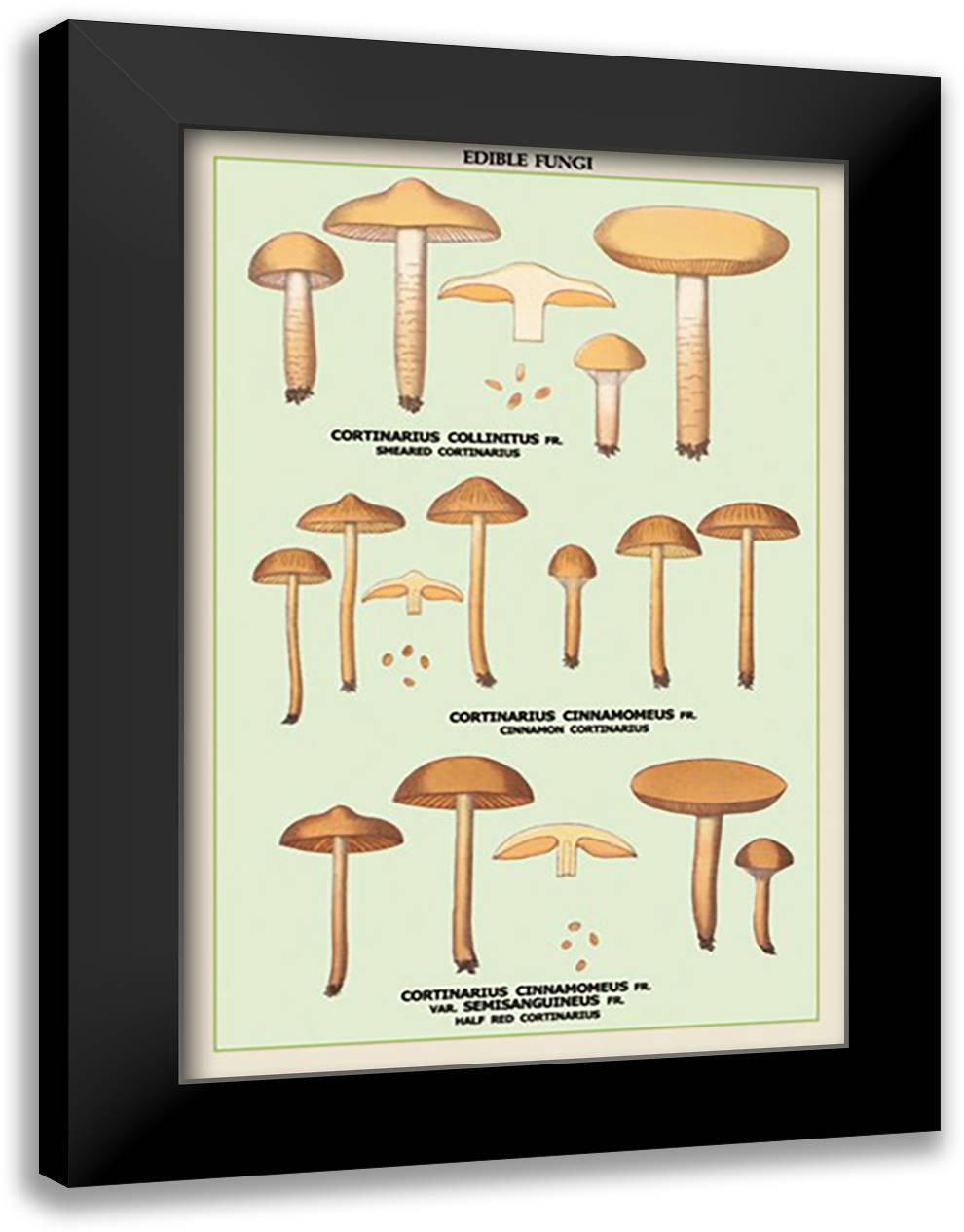 Edible Fungi: Half Red Cortinarius 16x22 Black Modern Wood Framed Art Print Poster