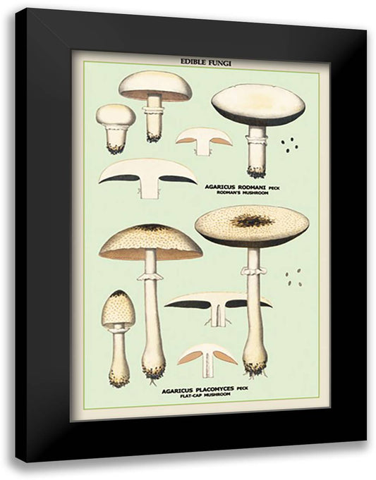 Edible Fungi: Flat-Cap Mushroom 16x22 Black Modern Wood Framed Art Print Poster