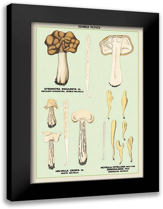 Edible Fungi: White Helvella 16x22 Black Modern Wood Framed Art Print Poster