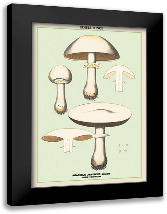 Edible Fungi: Horse Mushroom 16x22 Black Modern Wood Framed Art Print Poster