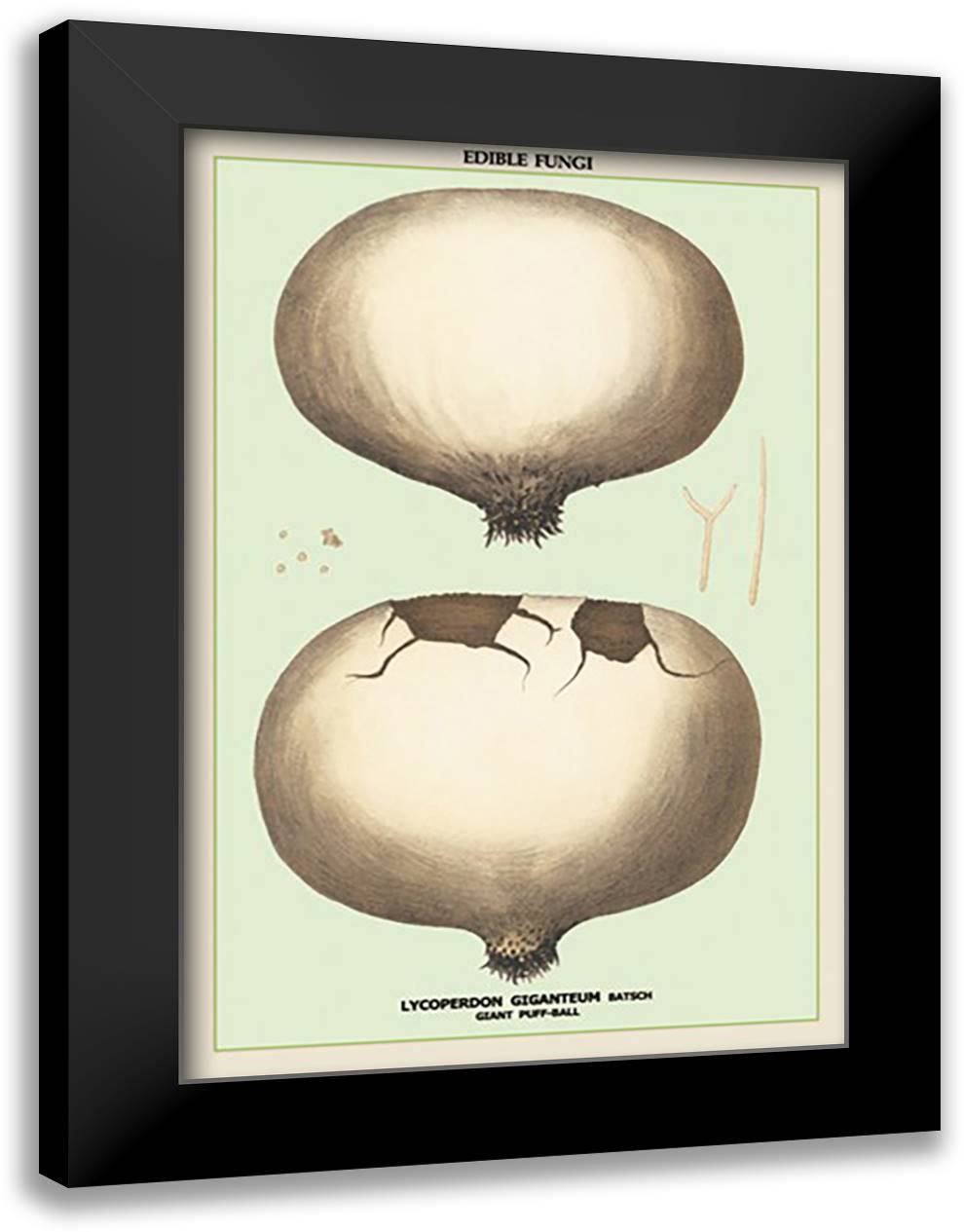 Edible Fungi: Giant Puff-Ball 16x22 Black Modern Wood Framed Art Print Poster