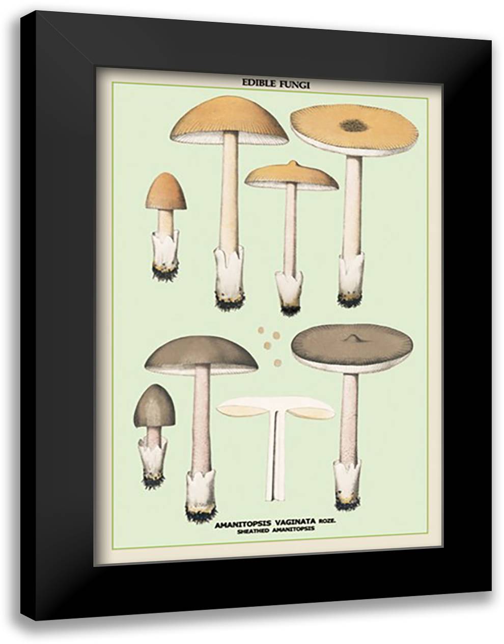 Edible Fungi: Sheathed Amanitopsis 16x22 Black Modern Wood Framed Art Print Poster