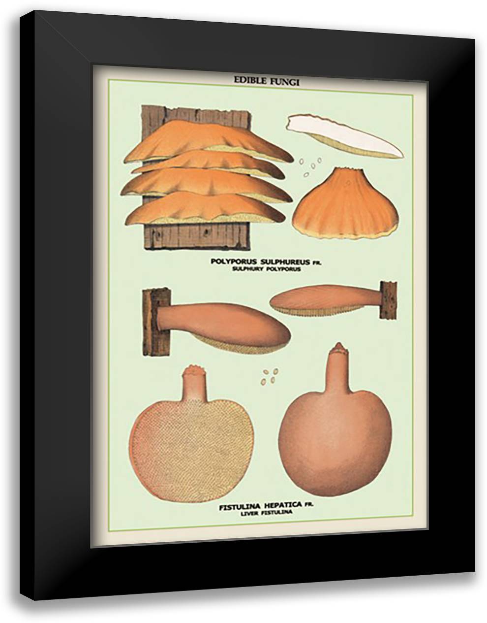 Edible Fungi: Liver Fistulina 16x22 Black Modern Wood Framed Art Print Poster