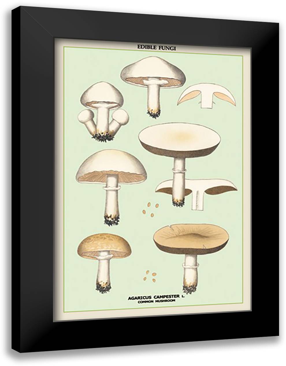 Edible Fungi: Common Mushroom 16x22 Black Modern Wood Framed Art Print Poster