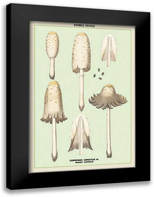 Edible Fungi: Shaggy Coprinus 16x22 Black Modern Wood Framed Art Print Poster