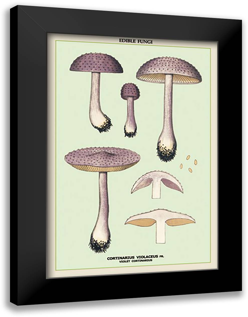 Edible Fungi: Violet Cortinarius 16x22 Black Modern Wood Framed Art Print Poster